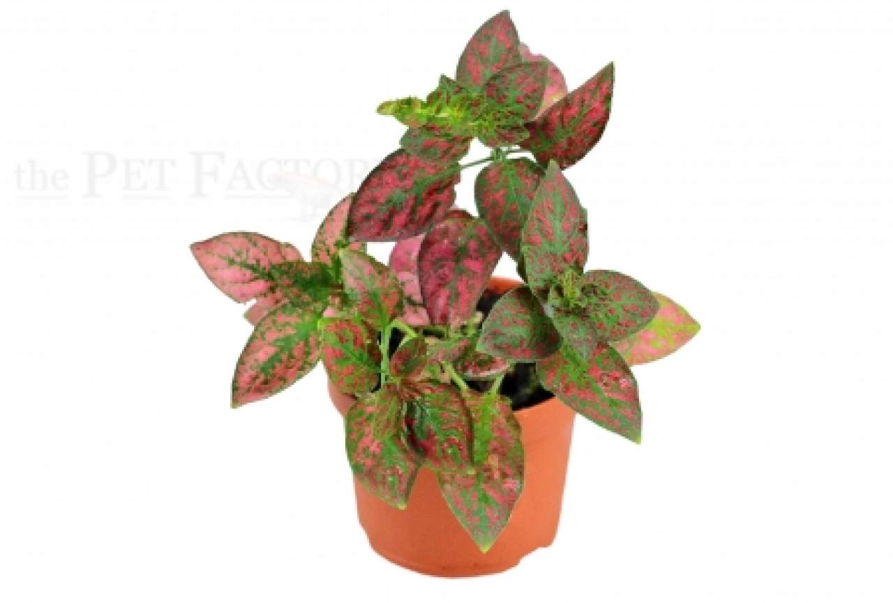 Hypoestes phyllostachya RED